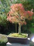 Acer palmatum kamagatai aut 01.JPG